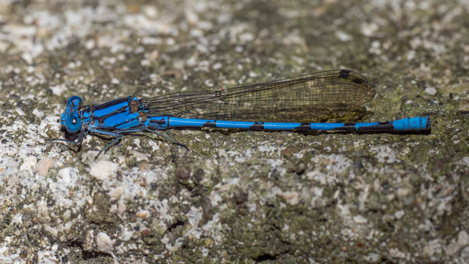 Argia chelata (Big Blue Dancer) male.jpg